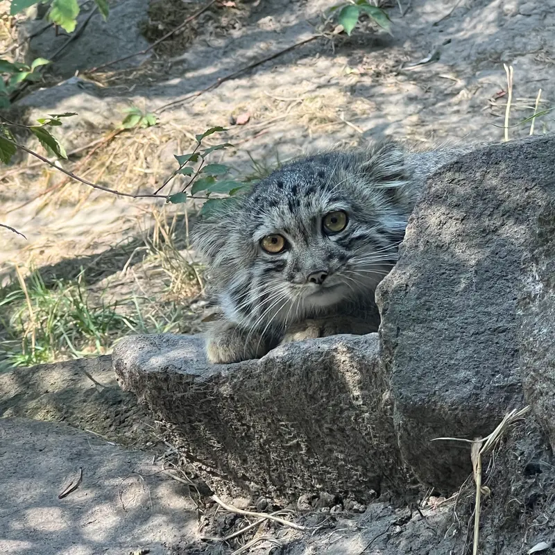 ブダペスト動物園・植物園のボリス Ⅱの写真