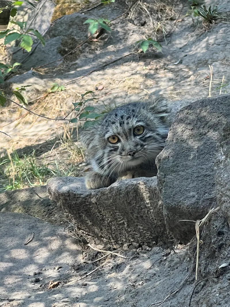 ブダペスト動物園・植物園のボリス Ⅱの写真