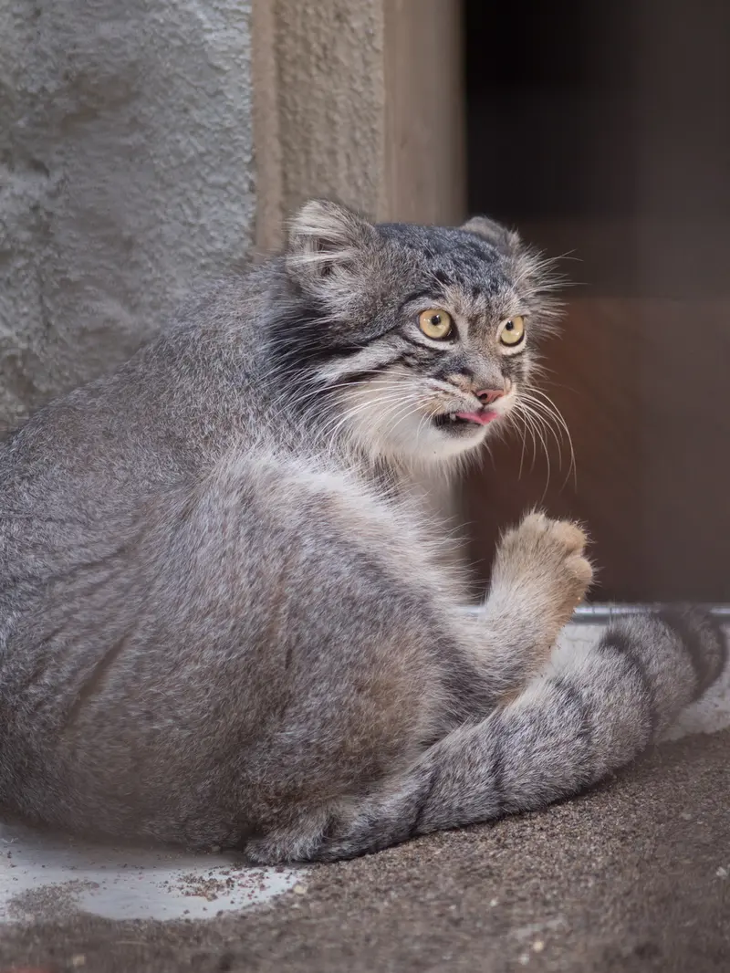 野毛山動物園のフィーガの写真