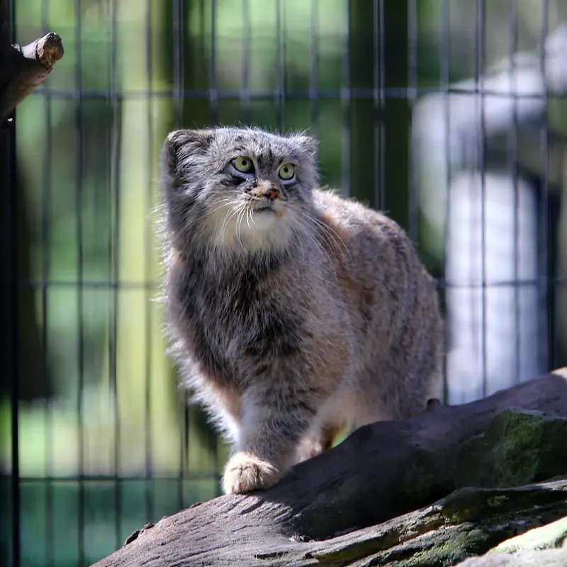クラクフ動物園のツァスの写真