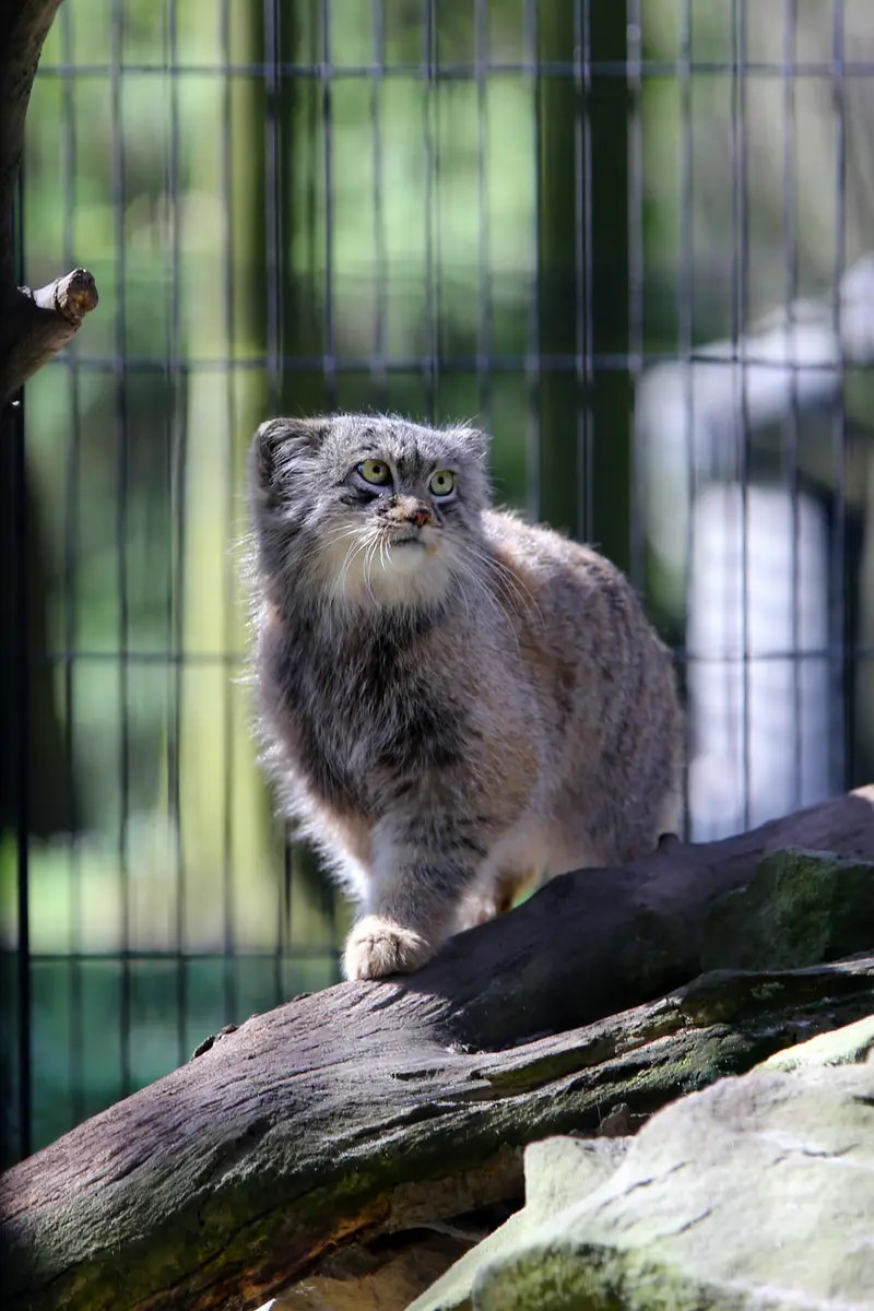 クラクフ動物園のツァスの写真