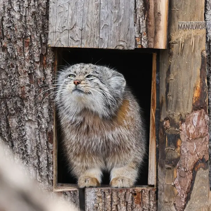 レッドリバー動物園のカイの写真