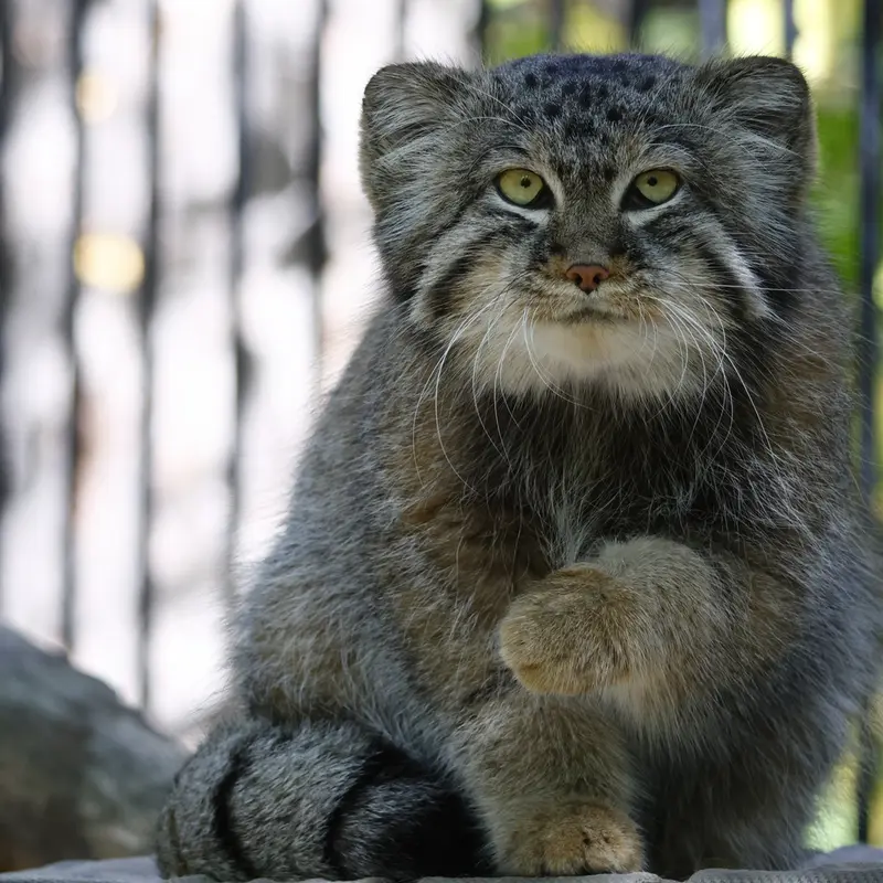ノヴォシビルスク動物園のシルヴェスターの写真