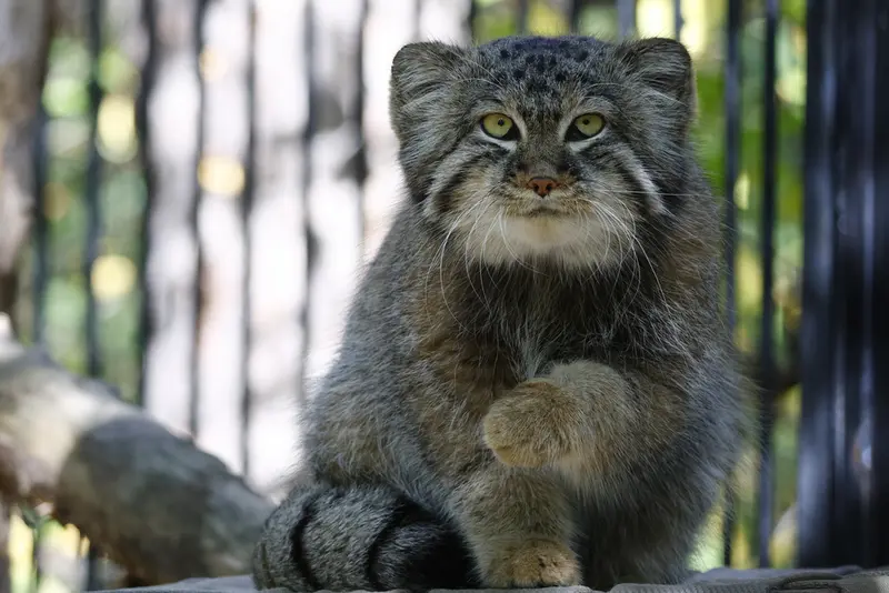 ノヴォシビルスク動物園のシルヴェスターの写真