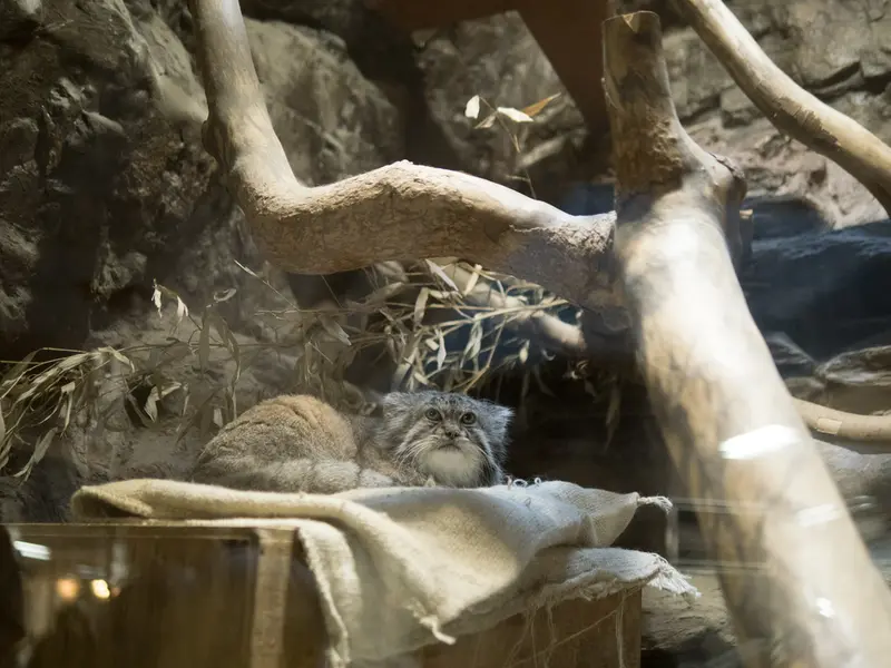 恩賜上野動物園のクリョンの写真