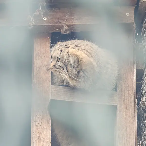 ブダペスト動物園・植物園のルーシーの写真