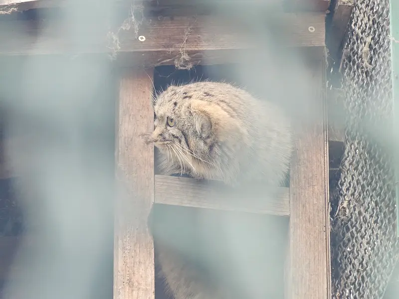 ブダペスト動物園・植物園のルーシーの写真