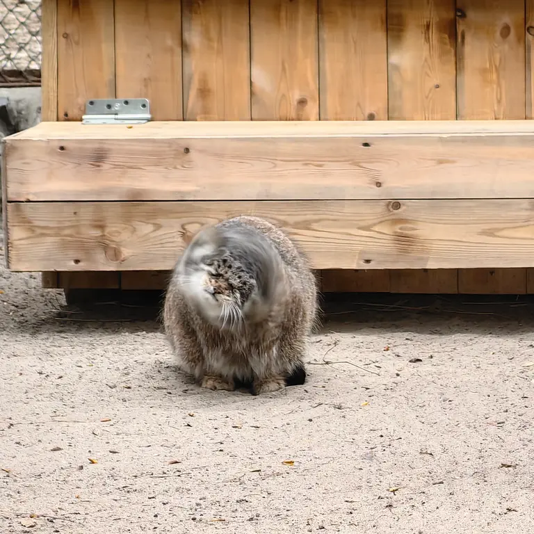 ノヴォシビルスク動物園のミアの写真