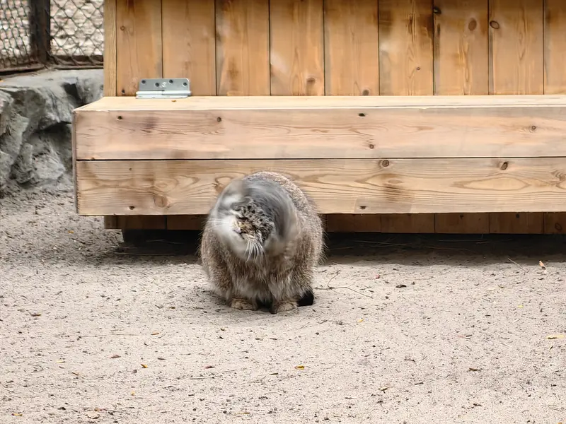 ノヴォシビルスク動物園のミアの写真