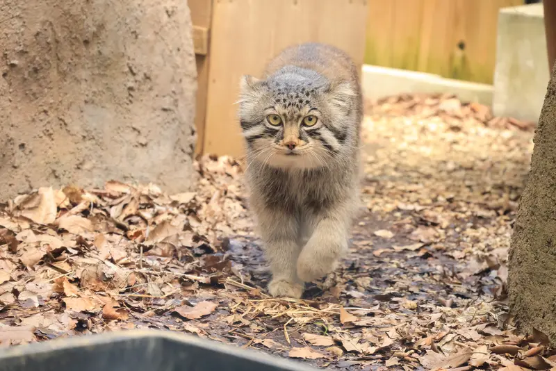 埼玉県こども動物自然公園のロータスの写真