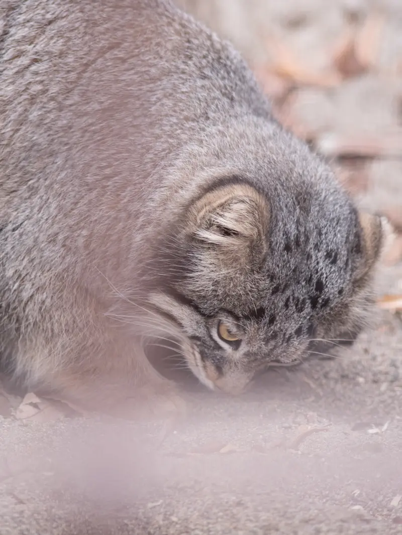 野毛山動物園のフィーガの写真
