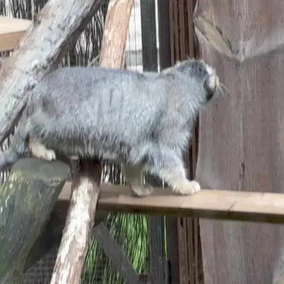 タリン動物園のマヌルネコの写真