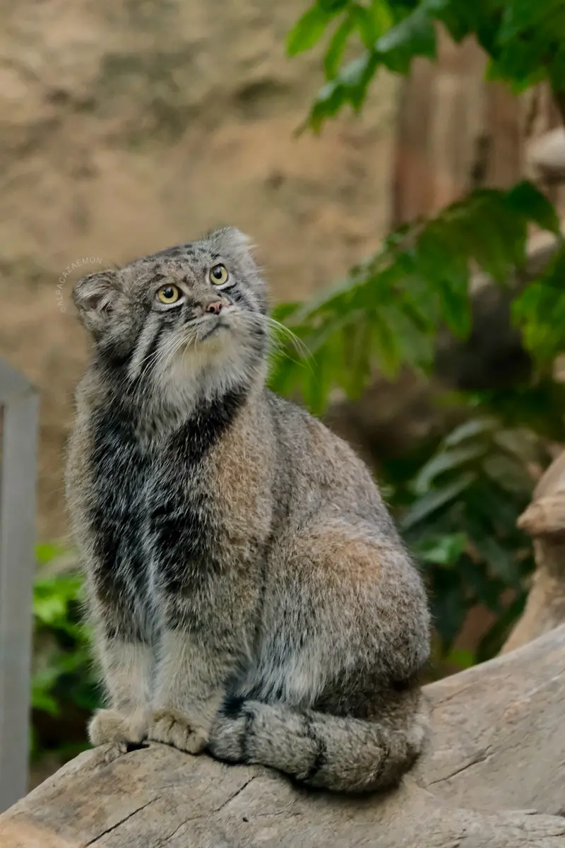 神戸どうぶつ王国のナルの写真