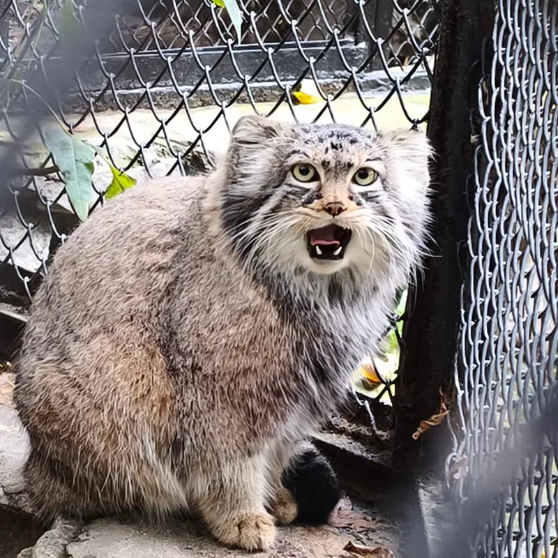 ノヴォシビルスク動物園のゾーシャの写真