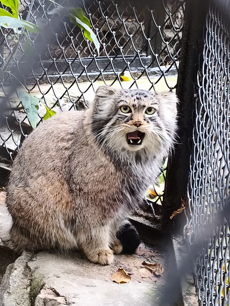 ノヴォシビルスク動物園のゾーシャの写真