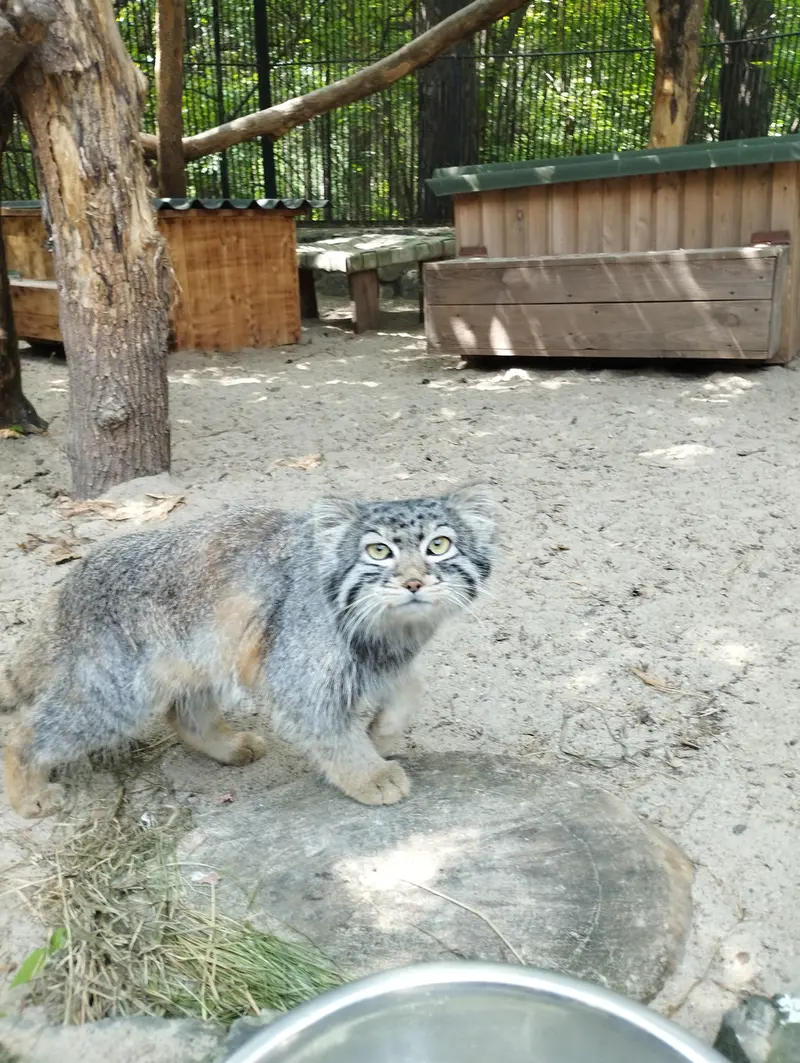 ノヴォシビルスク動物園のマヌルネコの写真