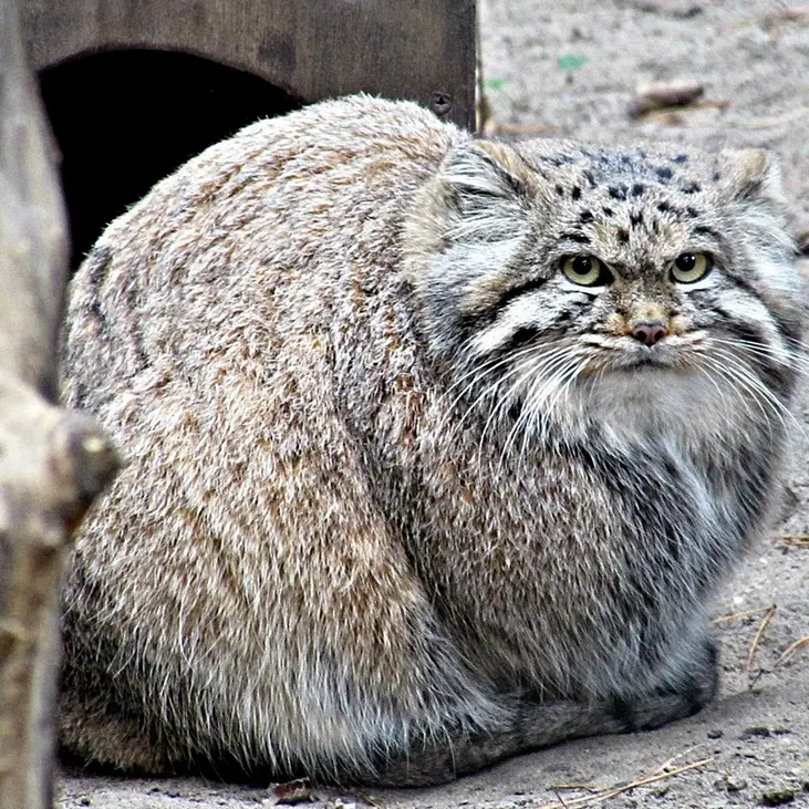 ノヴォシビルスク動物園のマヌルネコの写真