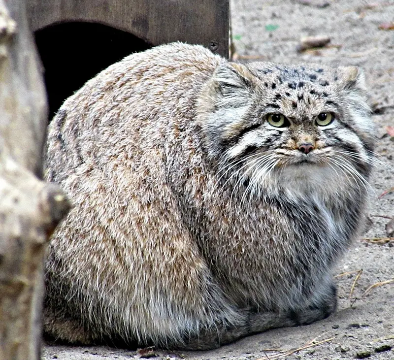 ノヴォシビルスク動物園のマヌルネコの写真