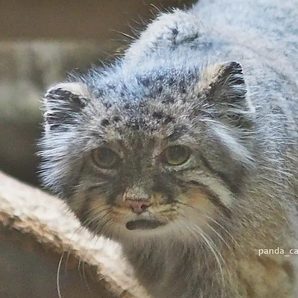 恩賜上野動物園のマヌルネコのユス