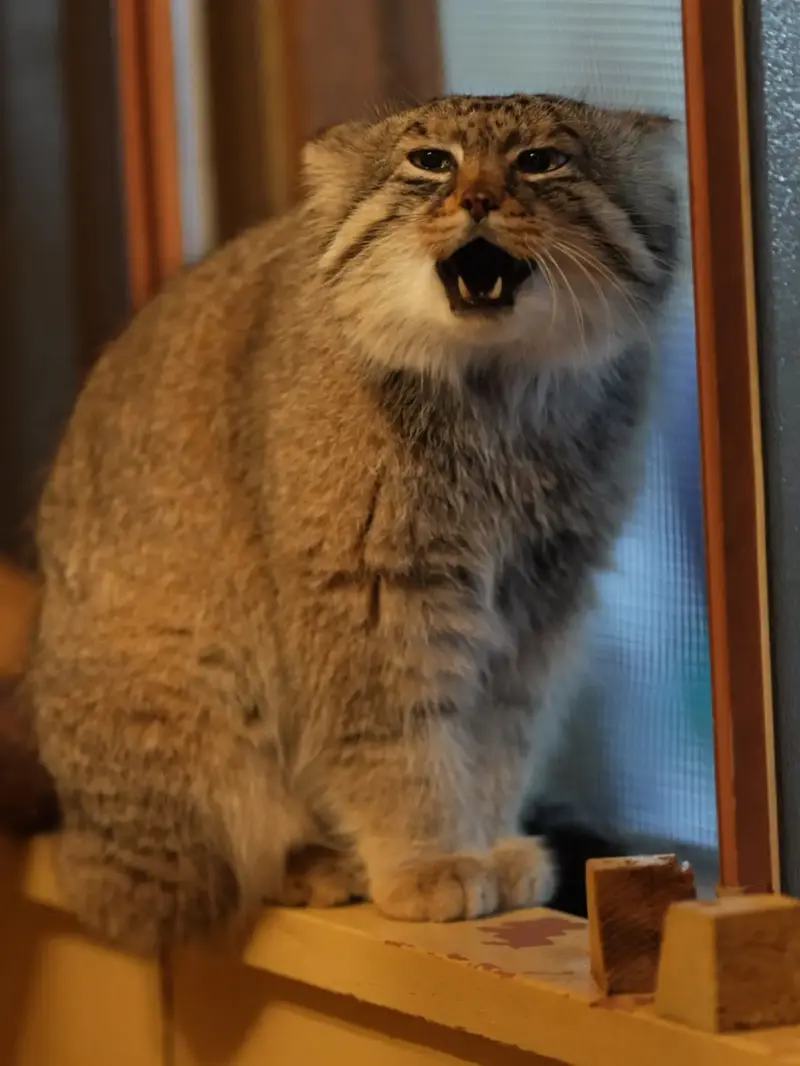 マヌルネコの写真