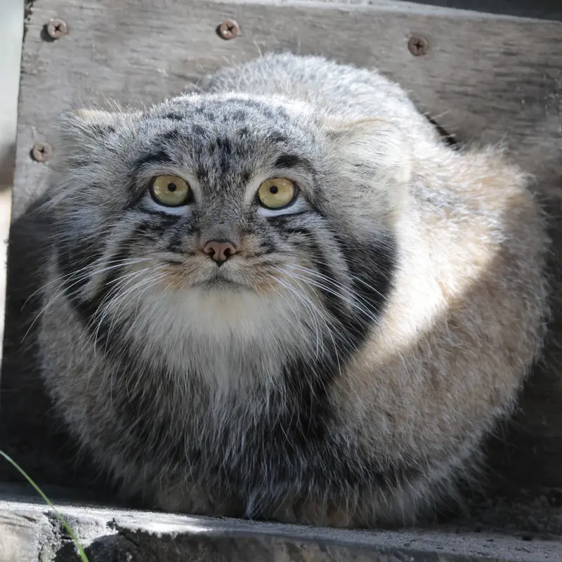 ノヴォシビルスク動物園のメンスの写真