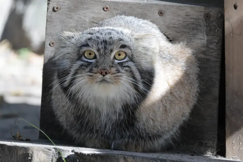ノヴォシビルスク動物園のメンスの写真