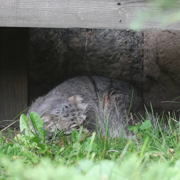 モスクワ動物園のマヌルネコの写真