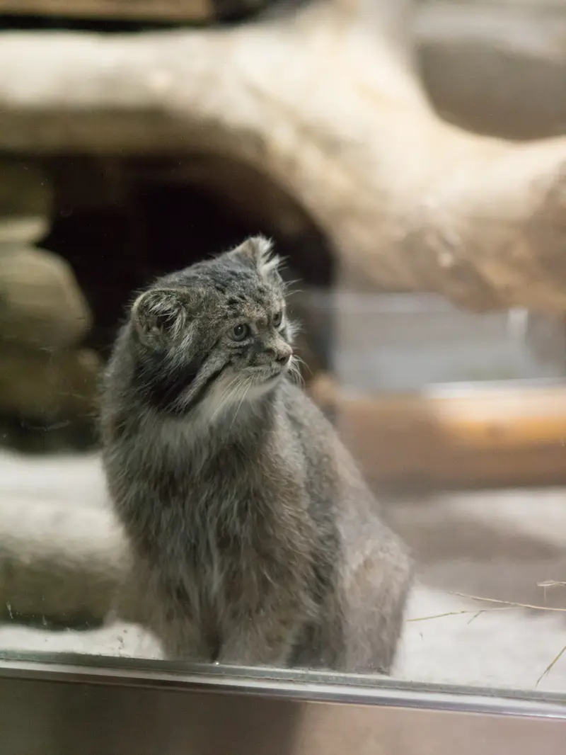 恩賜上野動物園のクリョンの写真
