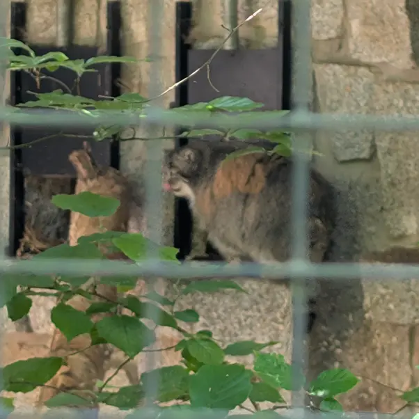 ケムニッツ動物園のペマの写真