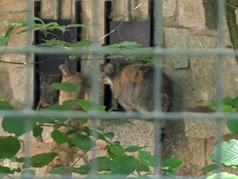 ケムニッツ動物園のペマの写真