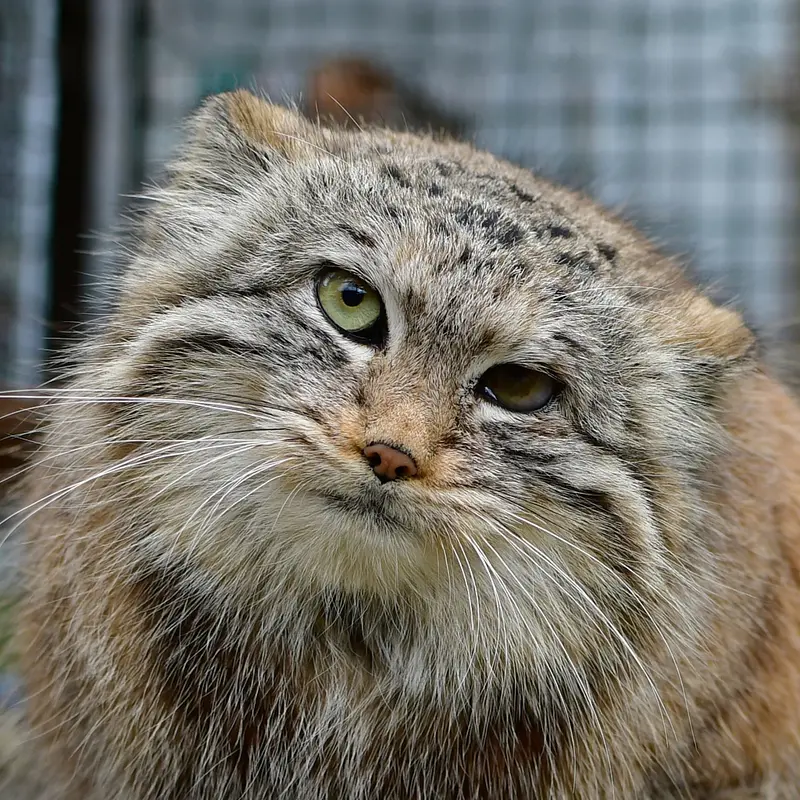 イフラヴァ動物園のマヌルネコのウェンズデー
