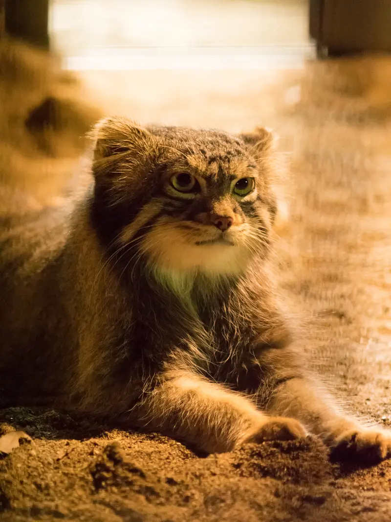 野毛山動物園のフィーガの写真
