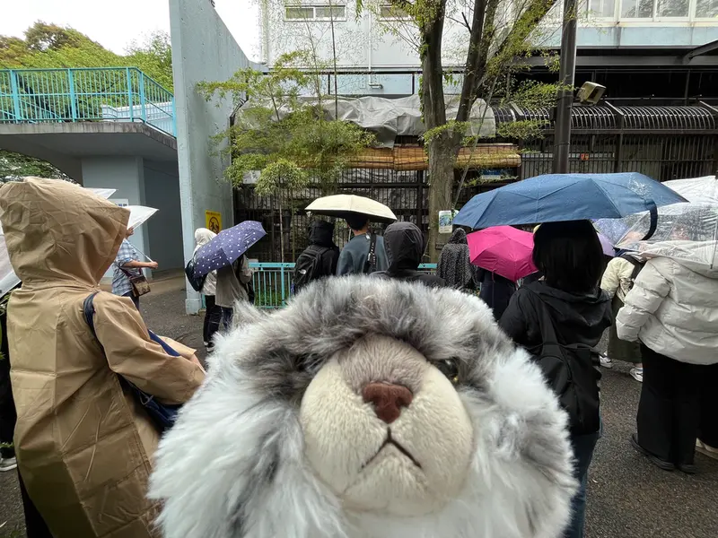野毛山動物園のマヌルネコの写真