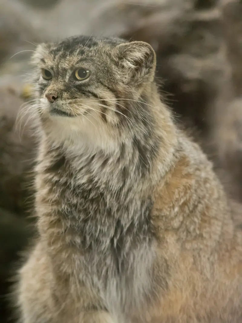 恩賜上野動物園のプリームラの写真