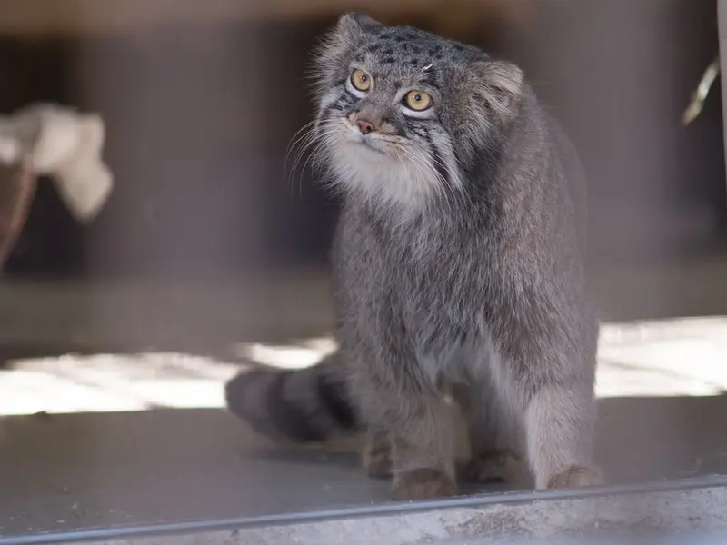 野毛山動物園のフィーガの写真