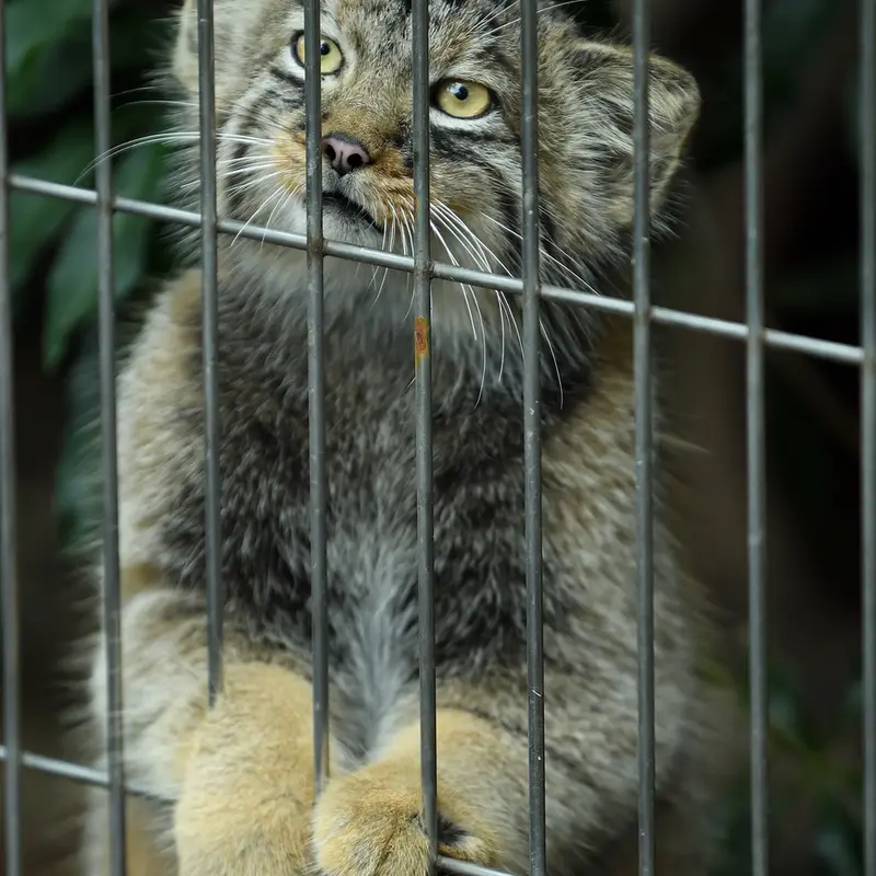 東山動植物園のマヌルネコの写真