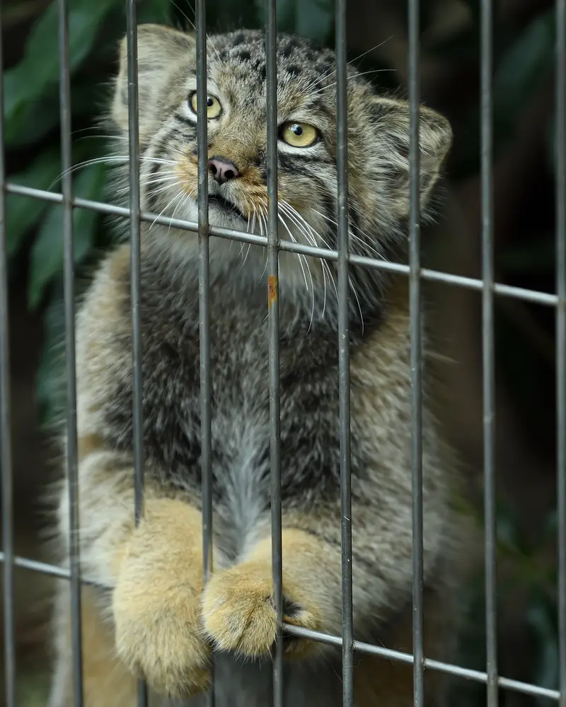 東山動植物園のマヌルネコの写真