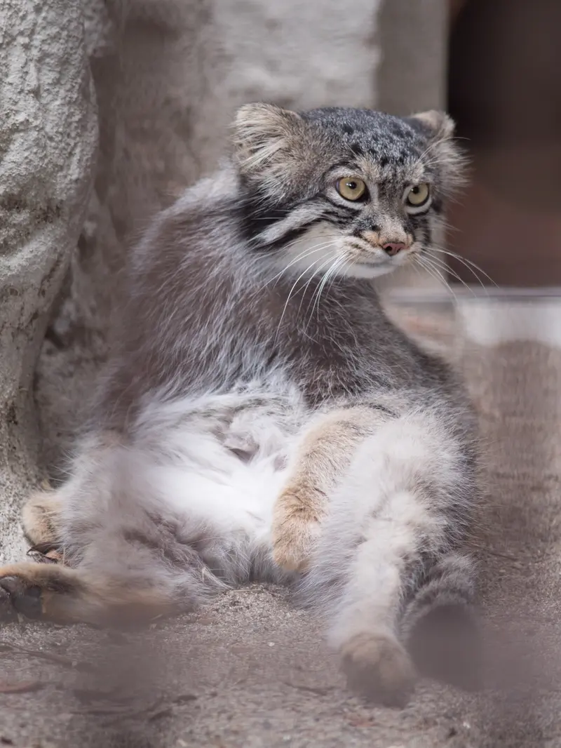 野毛山動物園のフィーガの写真