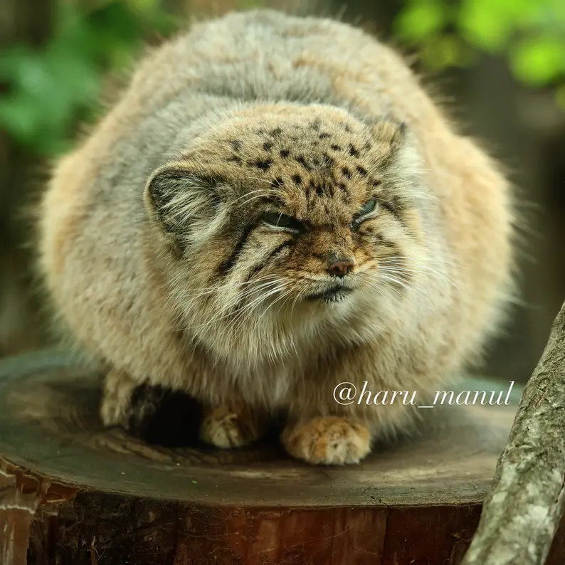 那須どうぶつ王国のボルの写真