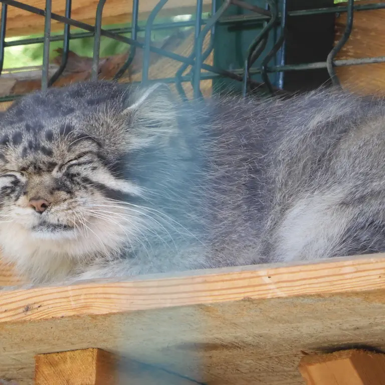 バルナウル動物園「レースナヤ・スカースカ」のチップの写真