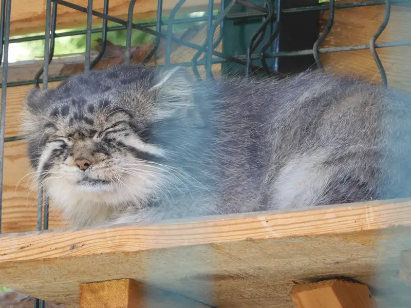 バルナウル動物園「レースナヤ・スカースカ」のチップの写真