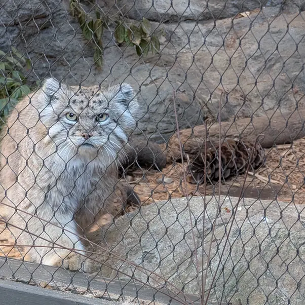 プロスペクト・パーク動物園のバトゥの写真