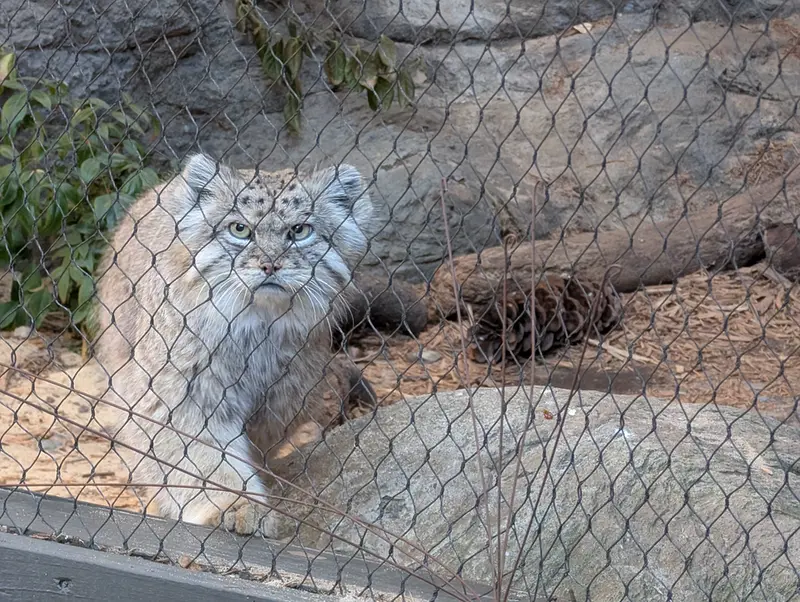 プロスペクト・パーク動物園のバトゥの写真