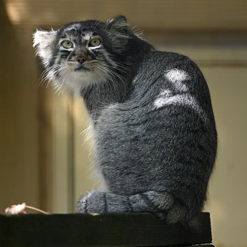 旭山動物園のヒデの写真