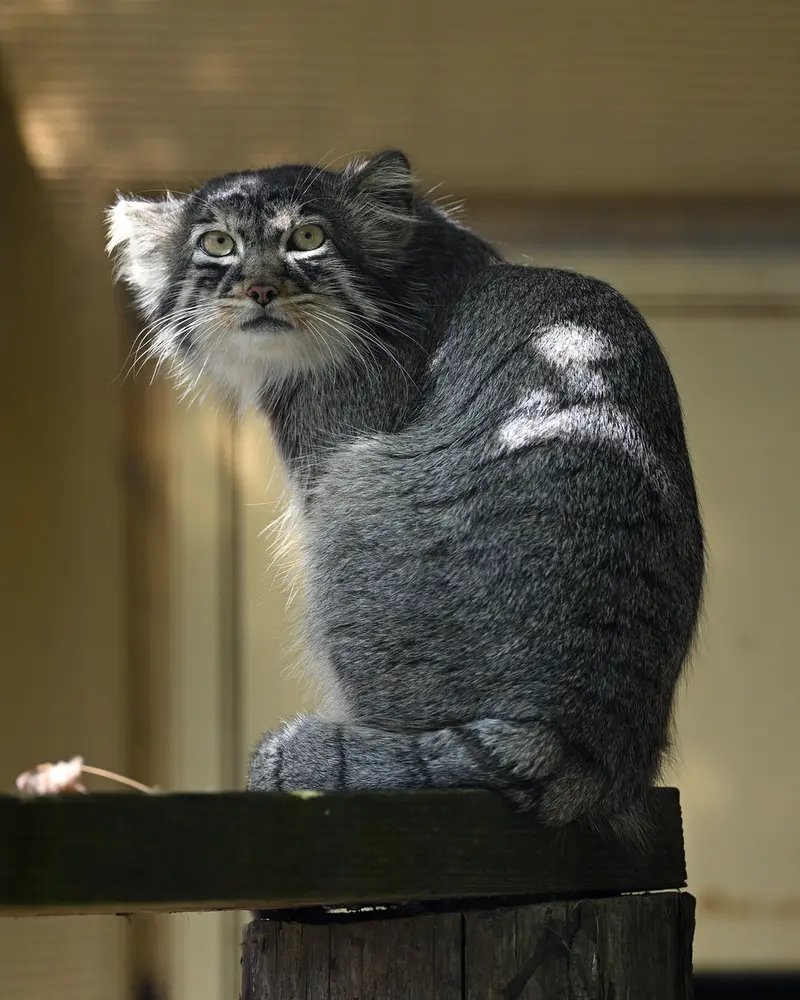旭山動物園のヒデの写真