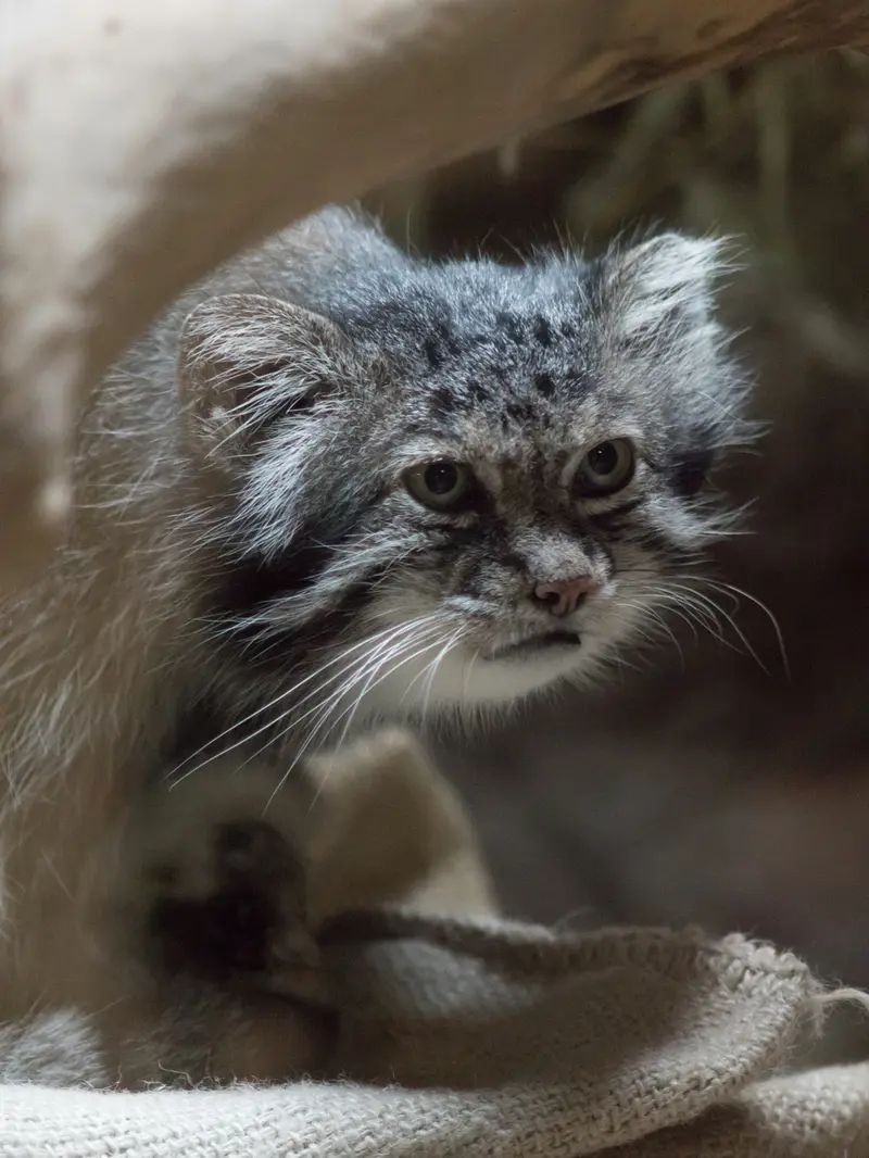 恩賜上野動物園のクリョンの写真