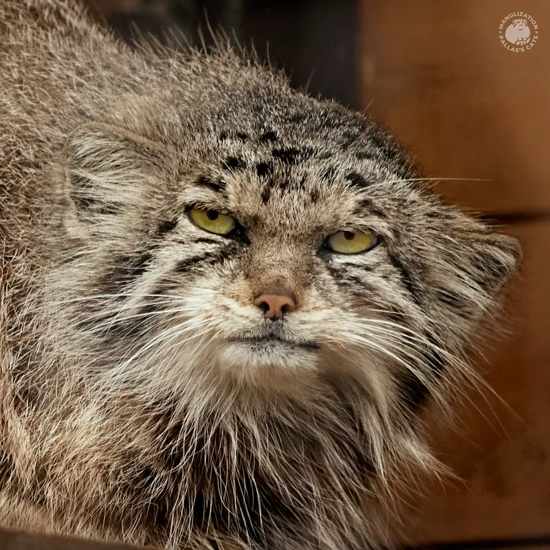 レニングラード動物園のマヌルネコのナミカ