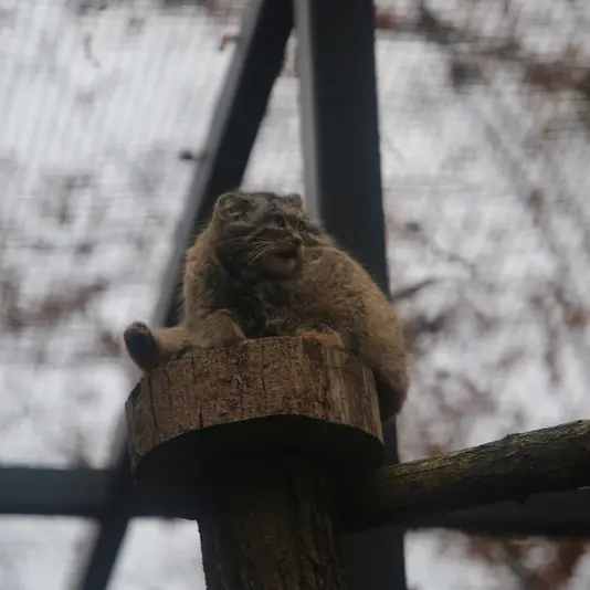 グダニスク動物園のウラの写真