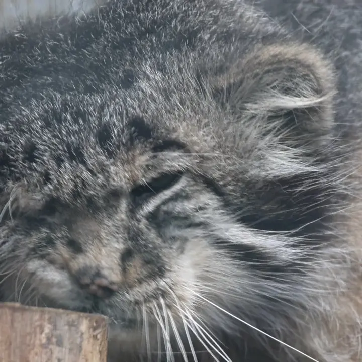 レニングラード動物園のマヌルネコの写真