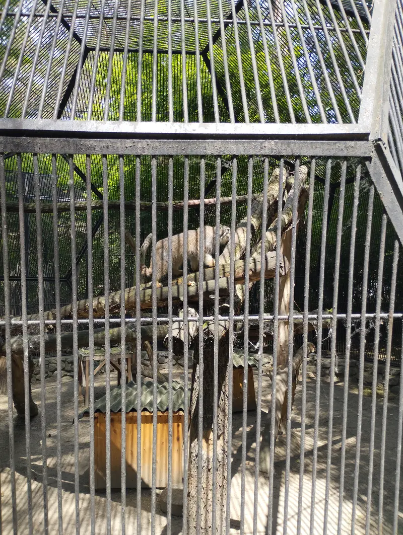ノヴォシビルスク動物園のマヌルネコの写真